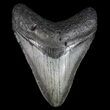 Megalodon Tooth - North Carolina #77534-1